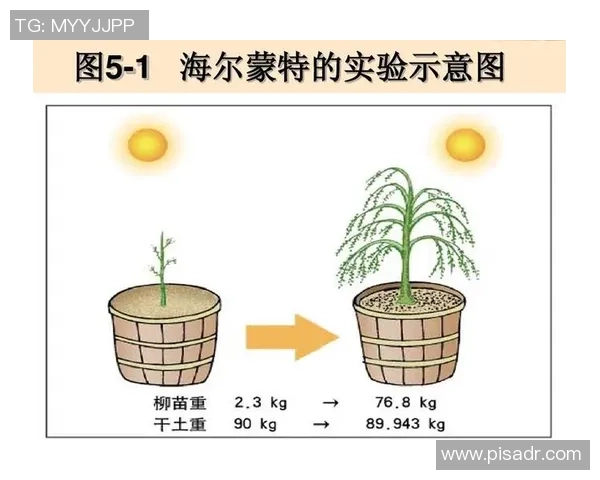 罗达jc1与海尔蒙特柳树实验结果揭示的关键科学发现与应用价值